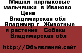 Мишки  карликовые мальчишки  в Иваново › Цена ­ 20 000 - Владимирская обл., Владимир г. Животные и растения » Собаки   . Владимирская обл.